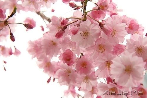 早安心语：我只有笑的很欢，忧伤才不会被看穿 (4)