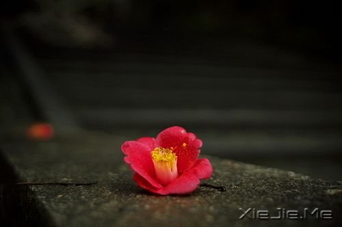 晚安心语：不争，也有属于你的世界 (2)