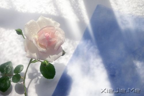 晚安心语：不争，也有属于你的世界 (3)