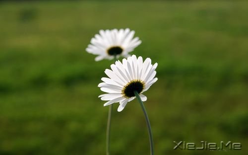 早安心语：你的生命不长，不能用它来悲伤 (2)