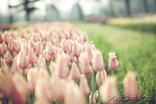 优美文章：轻倚时光的路口，静待花开